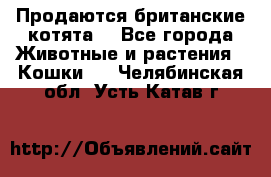 Продаются британские котята  - Все города Животные и растения » Кошки   . Челябинская обл.,Усть-Катав г.